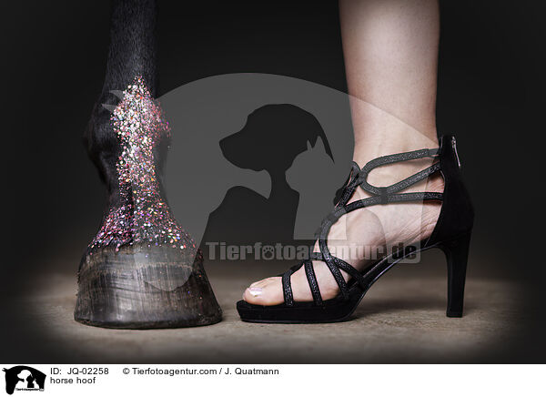 Pferdehuf / horse hoof / JQ-02258