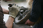 farrier
