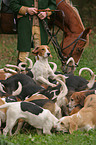 beagle mob