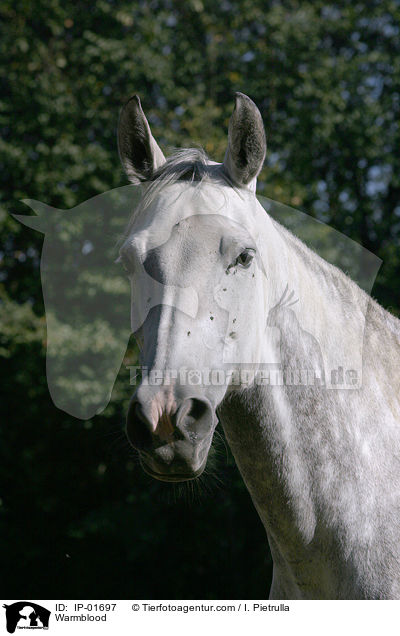 Warmblood / IP-01697