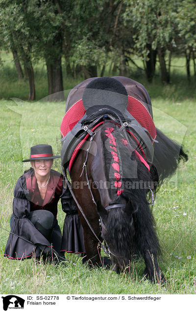 Frisian horse / SS-02778
