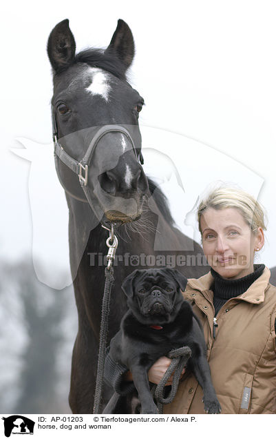 Trakehner, Mops & Frau / horse, dog and woman / AP-01203