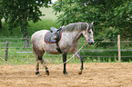 to lunge