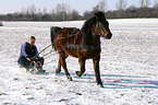 sledging with horse
