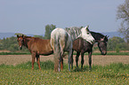 horses on meadow