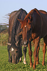 horses on meadow