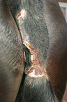 wound
