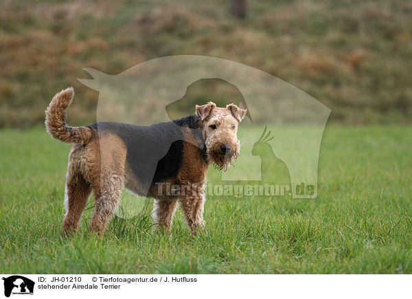 stehender Airedale Terrier / JH-01210