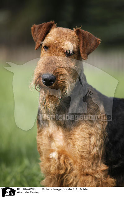 Airedale Terrier / Airedale Terrier / RR-42060