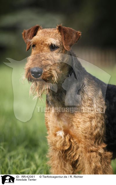 Airedale Terrier / Airedale Terrier / RR-42061