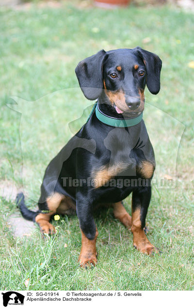 Alpenl�ndische Dachsbracke / SG-01914