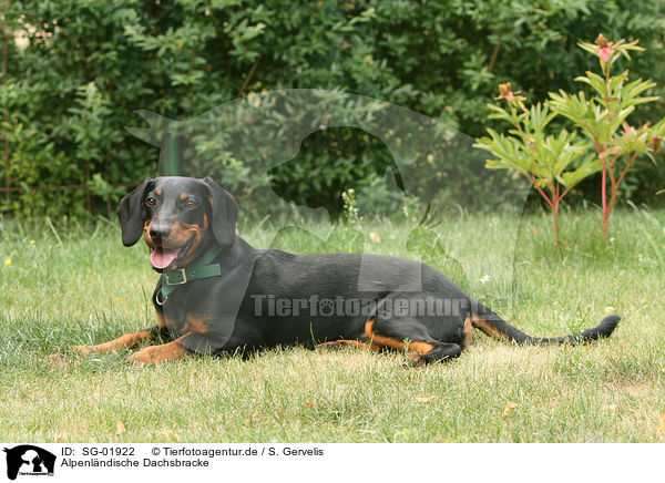 Alpenl�ndische Dachsbracke / SG-01922