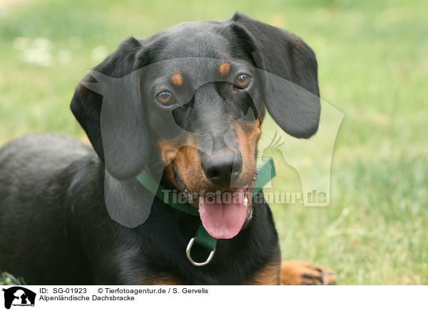 Alpenl�ndische Dachsbracke / SG-01923