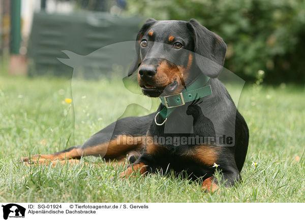 Alpenl�ndische Dachsbracke / SG-01924