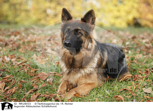 liegender Altdeutscher Sch�ferhund / lying Old German Shepherd / RR-28033