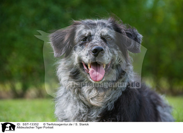 Altdeutscher Tiger Portrait / Tiger portrait / SST-13352