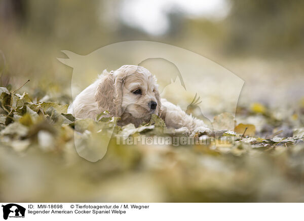 liegender American Cocker Spaniel Welpe / lying American Cocker Spaniel puppy / MW-18698