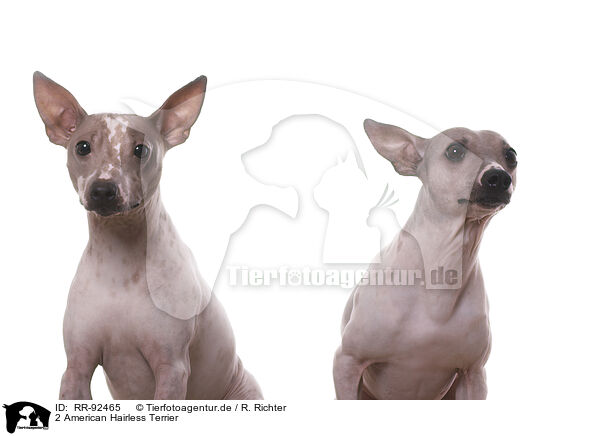 2 American Hairless Terrier / 2 American Hairless Terrier / RR-92465