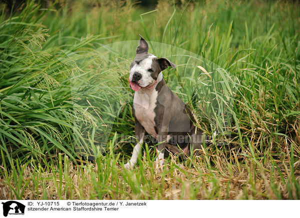 sitzender American Staffordshire Terrier / sitting American Staffordshire Terrier / YJ-10715