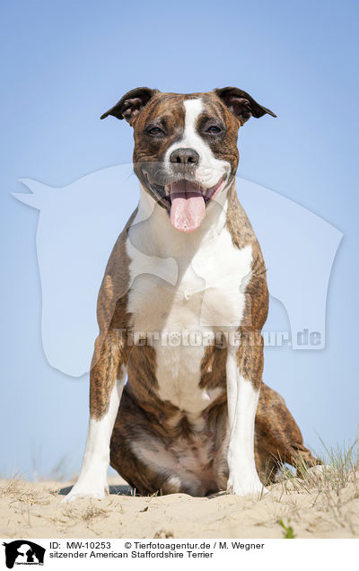 sitzender American Staffordshire Terrier / sittiing American Staffordshire Terrier / MW-10253