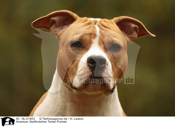 American Staffordshire Terrier Portrait / American Staffordshire Terrier Portrait / HL-01803