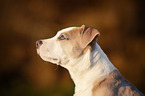American Staffordshire Terrier Welpe