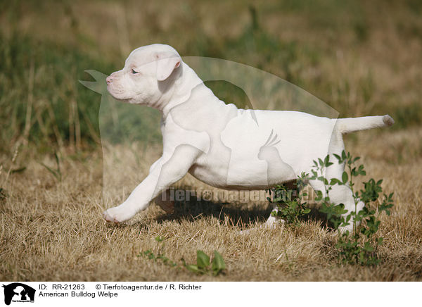American Bulldog Welpe / American Bulldog Puppy / RR-21263