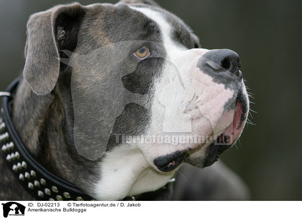 Amerikanische Bulldogge / American Bulldog / DJ-02213