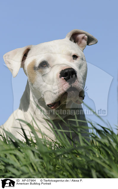 American Bulldog Portrait / American Bulldog Portrait / AP-07964