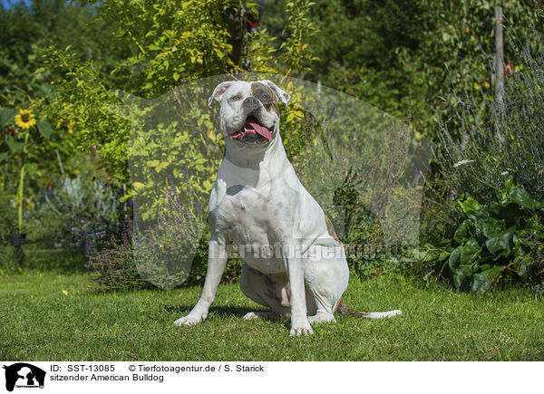 sitzender American Bulldog / sitting American Bulldog / SST-13085