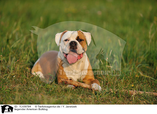 liegender American Bulldog / lying American Bulldog / YJ-09784