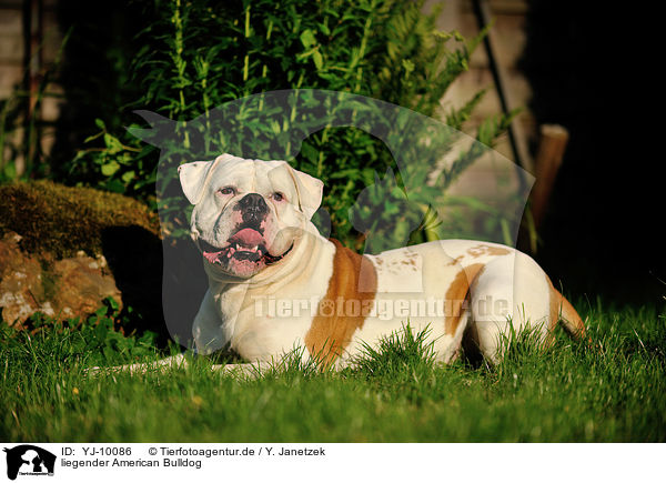 liegender American Bulldog / lying American Bulldog / YJ-10086