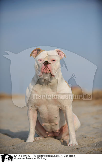 sitzender American Bulldog / sitting American Bulldog / YJ-10132