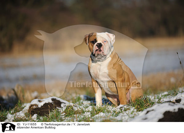 sitzender American Bulldog / sitting American Bulldog / YJ-11655