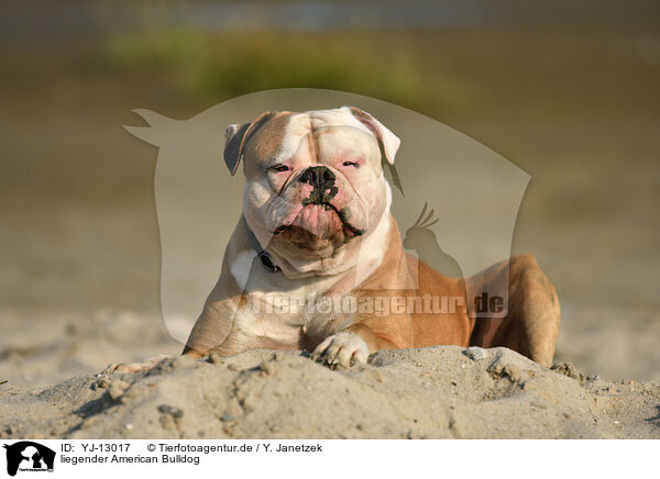 liegender American Bulldog / lying American Bulldog / YJ-13017