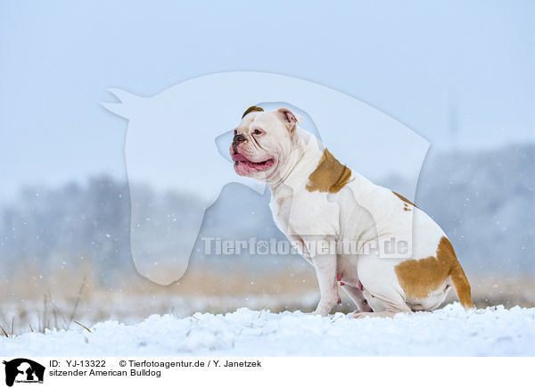 sitzender American Bulldog / sitting American Bulldog / YJ-13322