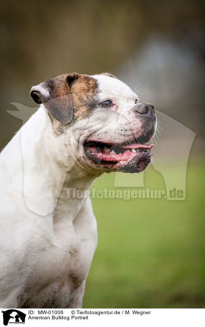 American Bulldog Portrait / American Bulldog Portrait / MW-01006