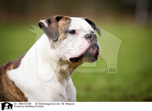 American Bulldog Portrait / American Bulldog Portrait / MW-01009