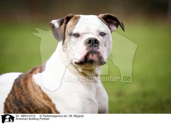 American Bulldog Portrait / American Bulldog Portrait / MW-01010