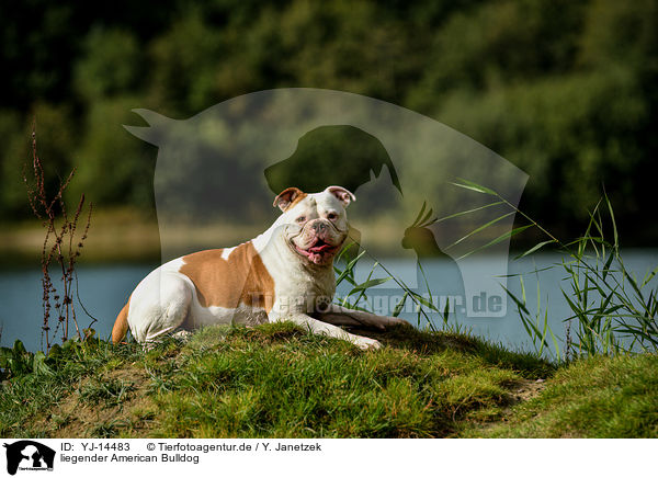 liegender American Bulldog / lying American Bulldog / YJ-14483