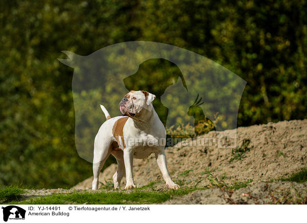 American Bulldog / American Bulldog / YJ-14491