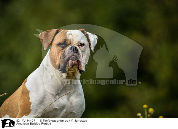American Bulldog Portrait / American Bulldog Portrait / YJ-14497