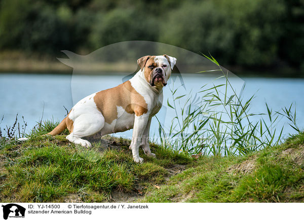 sitzender American Bulldog / sitting American Bulldog / YJ-14500