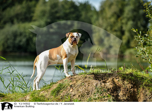 American Bulldog / American Bulldog / YJ-14502