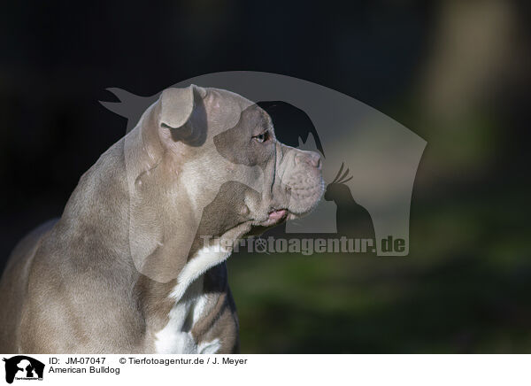 American Bulldog / American Bulldog / JM-07047