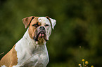 American Bulldog Portrait