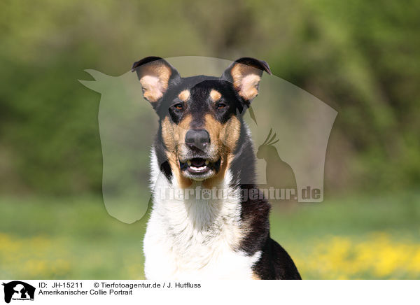 Amerikanischer Collie Portrait / American Collie Portrait / JH-15211
