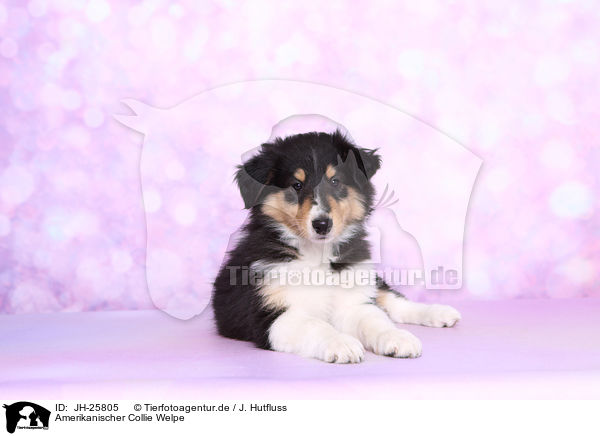 Amerikanischer Collie Welpe / American Collie Puppy / JH-25805