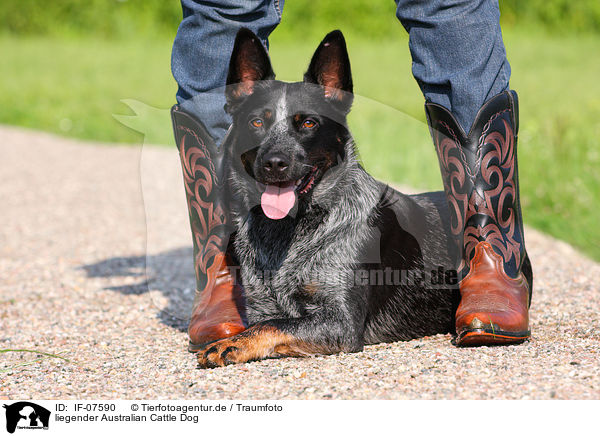 liegender Australian Cattle Dog / lying Australian Cattle Dog / IF-07590