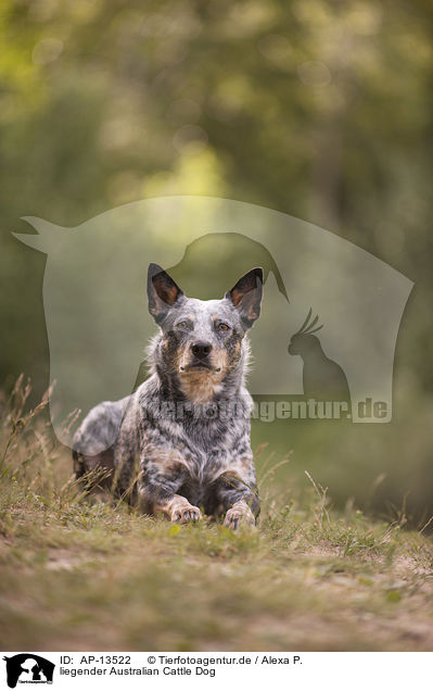 liegender Australian Cattle Dog / AP-13522